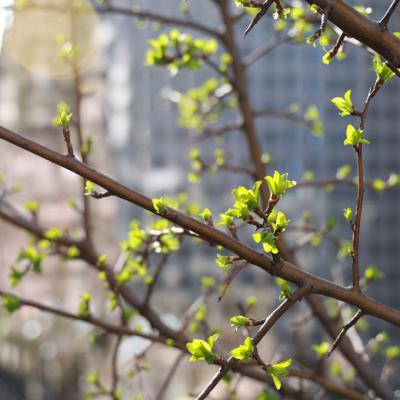 Sunlight shines through new, green leaves on a tree behind Trinity Church