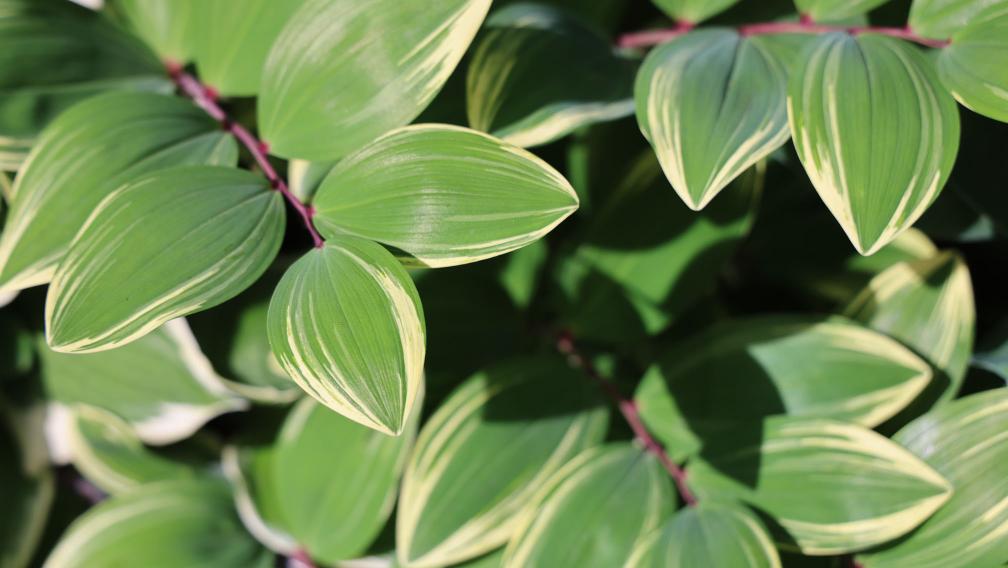 A close-up photo of vividly green leaves in bright sunshine in Trinity churchyard in late spring