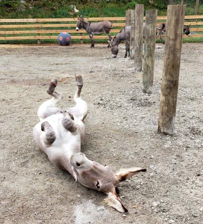 Donkey wiggles on its back in the barnyard