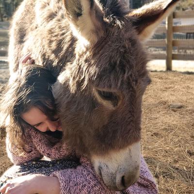 Donkey nuzzles a young guest, as if to give her a hug