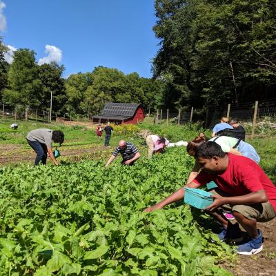 Guests harvesting vegetables from the retreat center farm